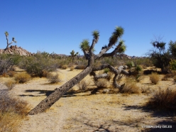Joshua Tree National Park. Mojave desert (13)