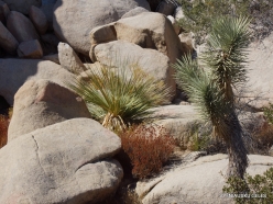 Joshua Tree National Park. Mojave desert (26)