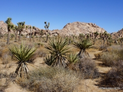 Joshua Tree National Park. Mojave desert (31)