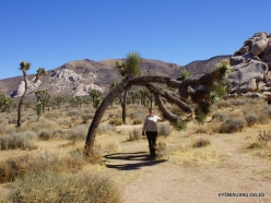 Joshua Tree National Park. Mojave desert (36)