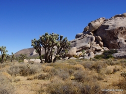 Joshua Tree National Park. Mojave desert (38)