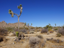 Joshua Tree National Park. Mojave desert (4)