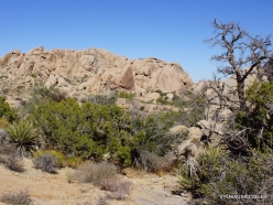 Joshua Tree National Park. Mojave desert (47)