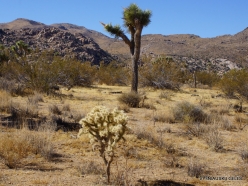Joshua Tree National Park. Mojave desert (8)