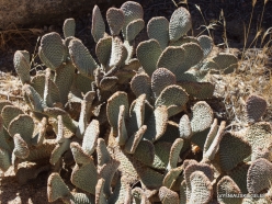 Joshua Tree National Park. Mojave desert. Beavertail Pricklypear (Opuntia basilaris) (3)