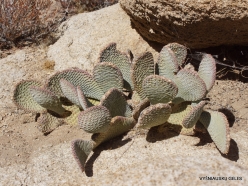 Joshua Tree National Park. Mojave desert. Beavertail Pricklypear (Opuntia basilaris) (4)