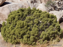 Joshua Tree National Park. Mojave desert., California juniper (Juniperus californica) (3)