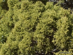 Joshua Tree National Park. Mojave desert., California juniper (Juniperus californica) (4)