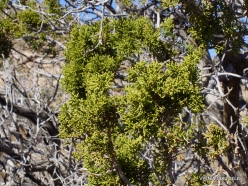 Joshua Tree National Park. Mojave desert., California juniper (Juniperus californica)