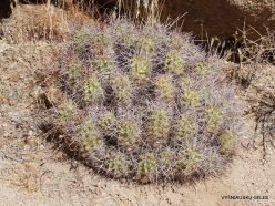 Joshua Tree National Park. Mojave desert. Echinocereus sp. (2)