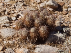 Joshua Tree National Park. Mojave desert. Echinocereus sp. (5)