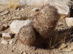Joshua Tree National Park. Mojave desert. Echinocereus sp. (7)