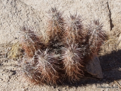 Joshua Tree National Park. Mojave desert. Echinocereus sp.