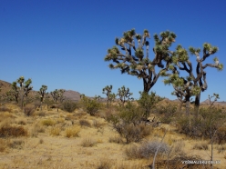 Joshua Tree National Park. Mojave desert. Joshua Tree (Yucca brevifolia) (13)