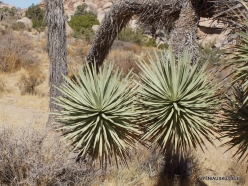 Joshua Tree National Park. Mojave desert. Joshua Tree (Yucca brevifolia) (18)