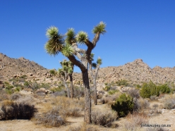 Joshua Tree National Park. Mojave desert. Joshua Tree (Yucca brevifolia) (2)