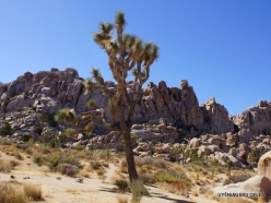 Joshua Tree National Park. Mojave desert. Joshua Tree (Yucca brevifolia) (20)