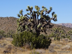 Joshua Tree National Park. Mojave desert. Joshua Tree (Yucca brevifolia) (23)