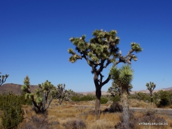 Joshua Tree National Park. Mojave desert. Joshua Tree (Yucca brevifolia) (24)