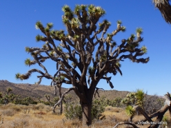 Joshua Tree National Park. Mojave desert. Joshua Tree (Yucca brevifolia) (27)