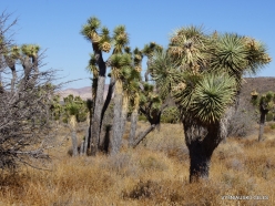 Joshua Tree National Park. Mojave desert. Joshua Tree (Yucca brevifolia) (28)