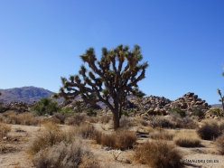Joshua Tree National Park. Mojave desert. Joshua Tree (Yucca brevifolia) (3)