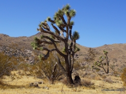 Joshua Tree National Park. Mojave desert. Joshua Tree (Yucca brevifolia) (8)