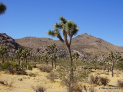 Joshua Tree National Park. Mojave desert. Joshua Tree (Yucca brevifolia) (9)