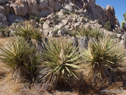 Joshua Tree National Park. Mojave desert. Mojave Yucca (Yucca schidigera) (10)
