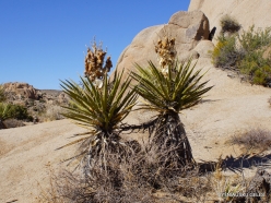 Joshua Tree National Park. Mojave desert. Mojave Yucca (Yucca schidigera) (14)