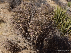 Joshua Tree National Park. Mojave desert. Mojave Yucca (Yucca schidigera) (15)