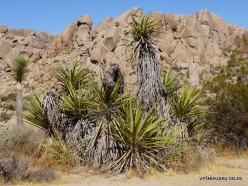 Joshua Tree National Park. Mojave desert. Mojave Yucca (Yucca schidigera) (16)