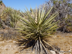 Joshua Tree National Park. Mojave desert. Mojave Yucca (Yucca schidigera) (2)
