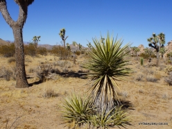 Joshua Tree National Park. Mojave desert. Mojave Yucca (Yucca schidigera) (5)