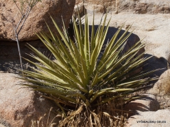 Joshua Tree National Park. Mojave desert. Mojave Yucca (Yucca schidigera) (8)