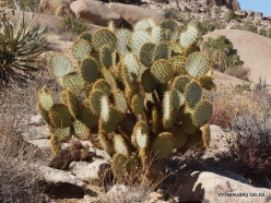 Joshua Tree National Park. Mojave desert. Pancake prickly pear (Opuntia chlorotica) (2)