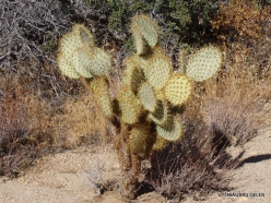 Joshua Tree National Park. Mojave desert. Pancake prickly pear (Opuntia chlorotica)