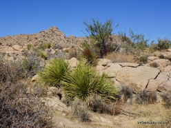 Joshua Tree National Park. Mojave desert. Parry's Beargrass (Nolina parryi) (2)