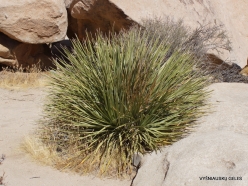 Joshua Tree National Park. Mojave desert. Parry's Beargrass (Nolina parryi) (3)