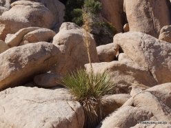Joshua Tree National Park. Mojave desert. Parry's Beargrass (Nolina parryi) (4)