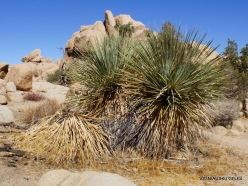Joshua Tree National Park. Mojave desert. Parry's Beargrass (Nolina parryi) (7)
