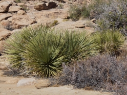 Joshua Tree National Park. Mojave desert. Parry's Beargrass (Nolina parryi)