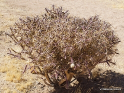 Joshua Tree National Park. Mojave desert. Pencil Cholla (Cylindropuntia ramosissima) (2)