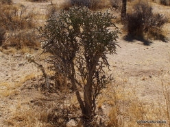 Joshua Tree National Park. Mojave desert. Pencil Cholla (Cylindropuntia ramosissima) (5)