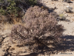 Joshua Tree National Park. Mojave desert. Pencil Cholla (Cylindropuntia ramosissima) (6)