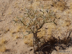 Joshua Tree National Park. Mojave desert. Pencil Cholla (Cylindropuntia ramosissima)