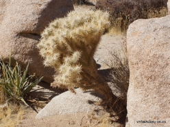 Joshua Tree National Park. Mojave desert. Silver cholla (Cylindropuntia echinocarpa) (11)