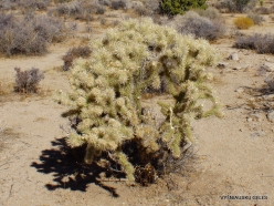 Joshua Tree National Park. Mojave desert. Silver cholla (Cylindropuntia echinocarpa) (3)