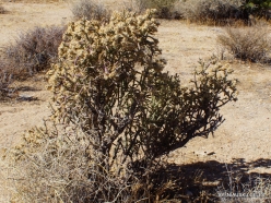 Joshua Tree National Park. Mojave desert. Silver cholla (Cylindropuntia echinocarpa) (4)