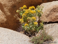 Joshua Tree National Park. Mojave desert. Wildflowers (2)